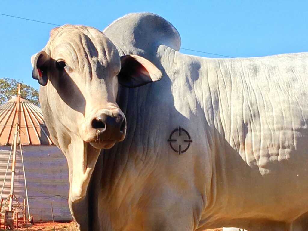 Melhoramente Genético Bovino Nelore Kehdi Marcação do Gado