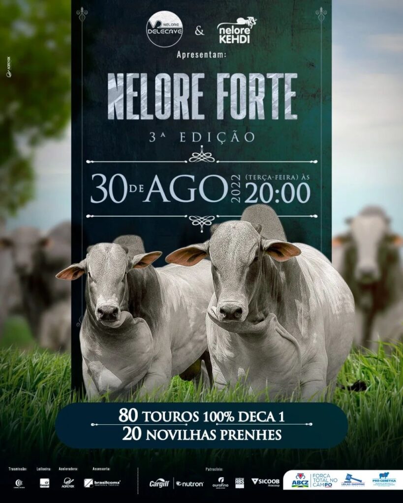 Banner Nelore Kehdi 2022